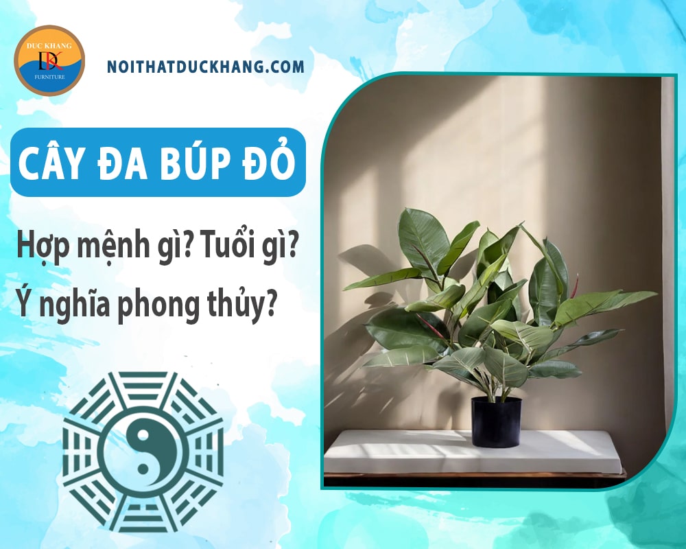 Cây đa búp đỏ hợp mệnh gì? Tuổi gì? Ý nghĩa phong thủy?