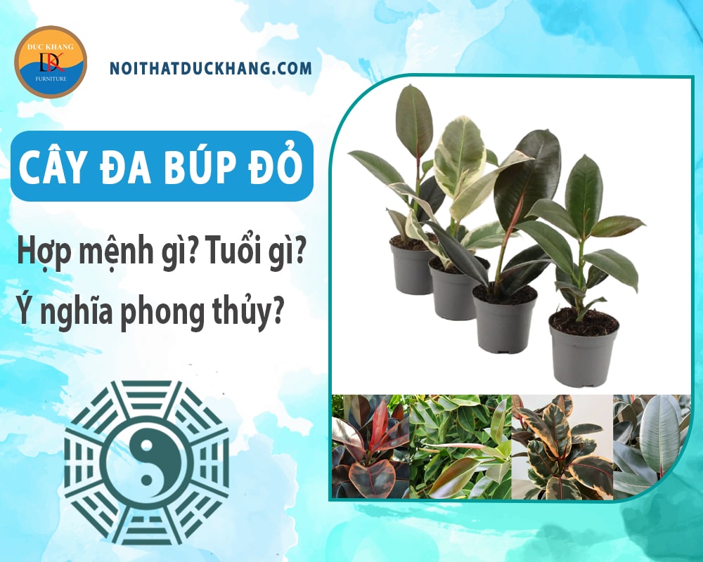 Cây đa búp đỏ hợp mệnh gì? Tuổi gì? Ý nghĩa phong thủy?