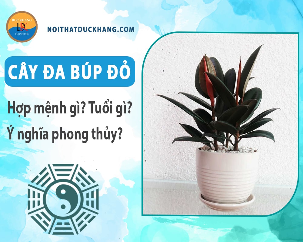 Cây đa búp đỏ hợp mệnh gì? Tuổi gì? Ý nghĩa phong thủy?