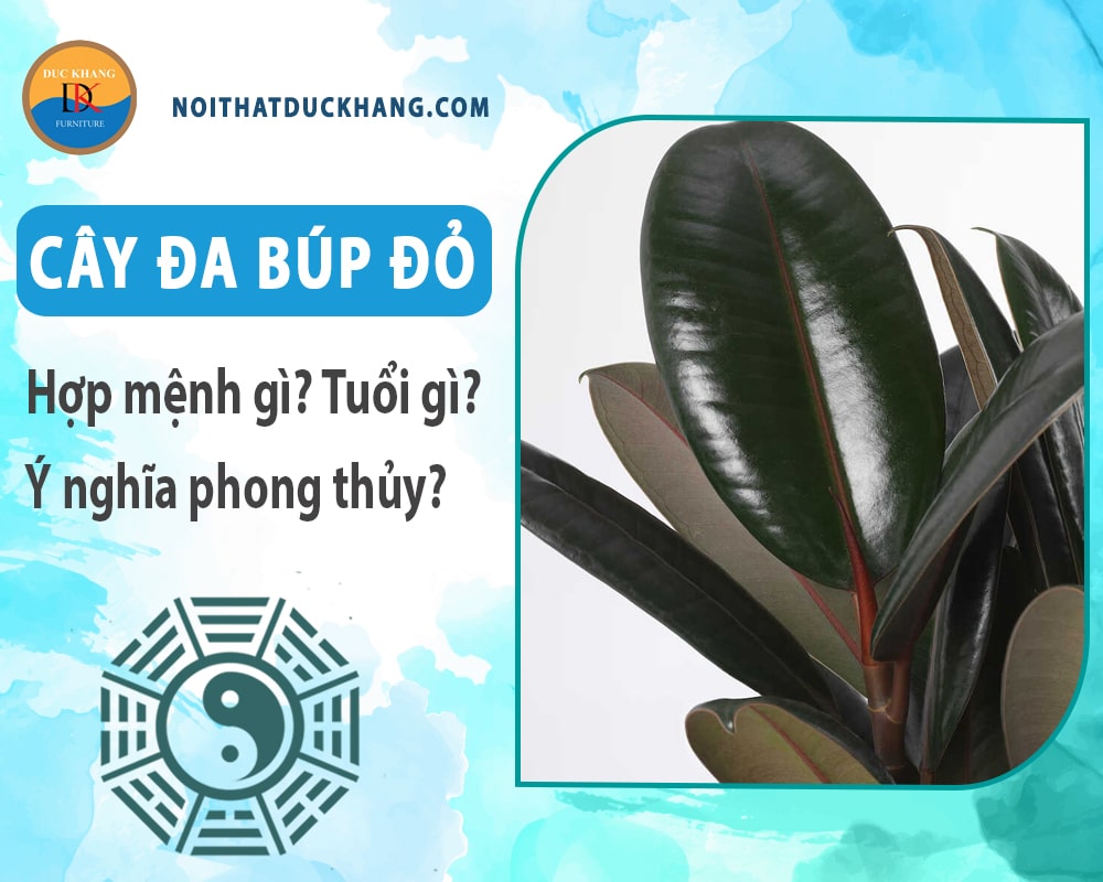 Cây đa búp đỏ hợp mệnh gì? Tuổi gì? Ý nghĩa phong thủy?