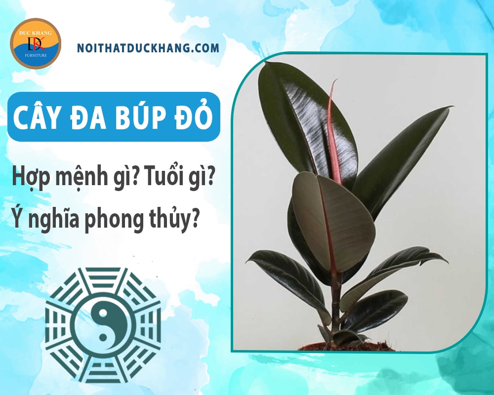 Cây đa búp đỏ hợp mệnh gì? Tuổi gì? Ý nghĩa phong thủy?