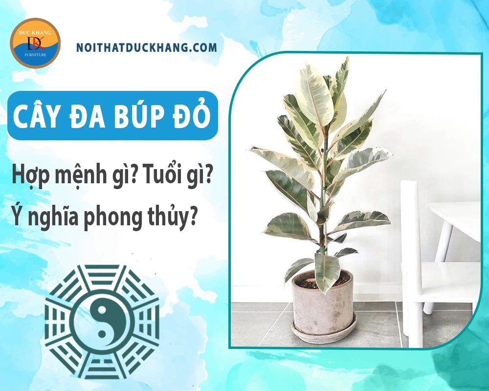 Cây đa búp đỏ hợp mệnh gì? Tuổi gì? Ý nghĩa phong thủy?