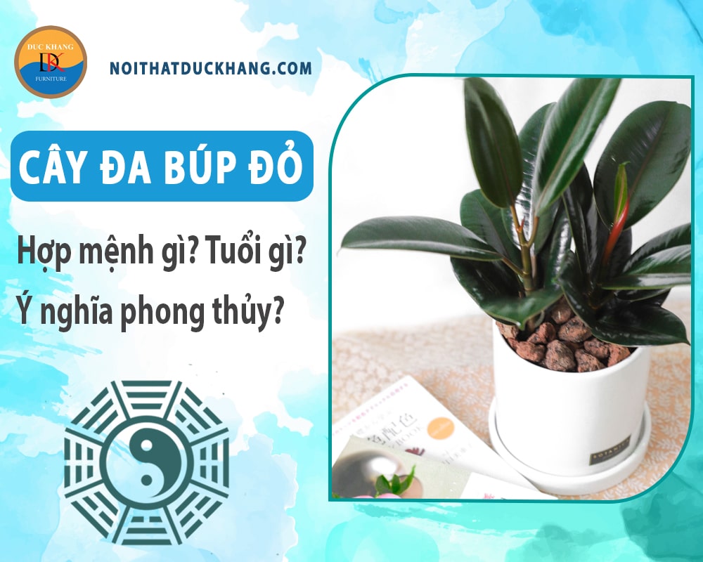 Cây đa búp đỏ hợp mệnh gì? Tuổi gì? Ý nghĩa phong thủy?