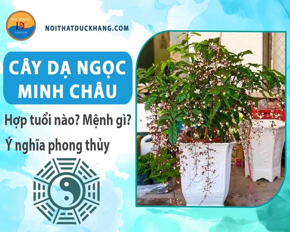 Cây dạ ngọc minh châu hợp tuổi nào? Mệnh gì? Ý nghĩa phong thủy?