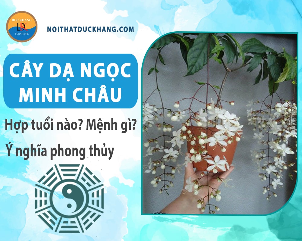 Cây dạ ngọc minh châu hợp tuổi nào? Mệnh gì? Ý nghĩa phong thủy?