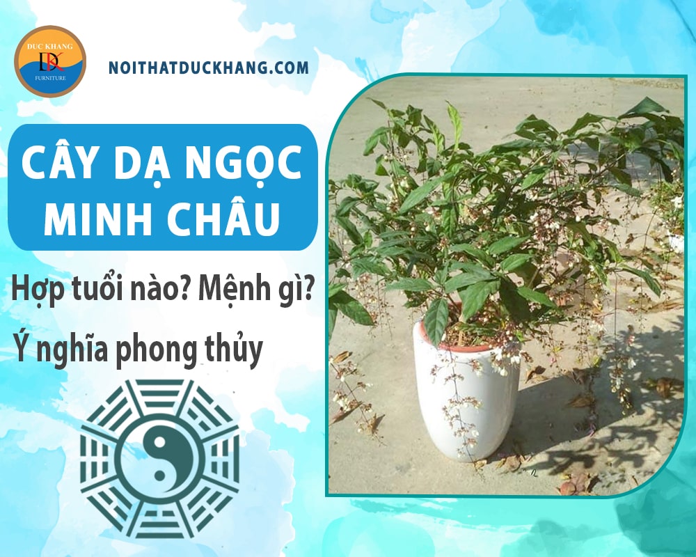 Cây dạ ngọc minh châu hợp tuổi nào? Mệnh gì? Ý nghĩa phong thủy?