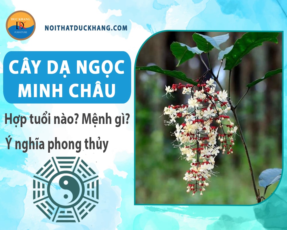 Cây dạ ngọc minh châu hợp tuổi nào? Mệnh gì? Ý nghĩa phong thủy?