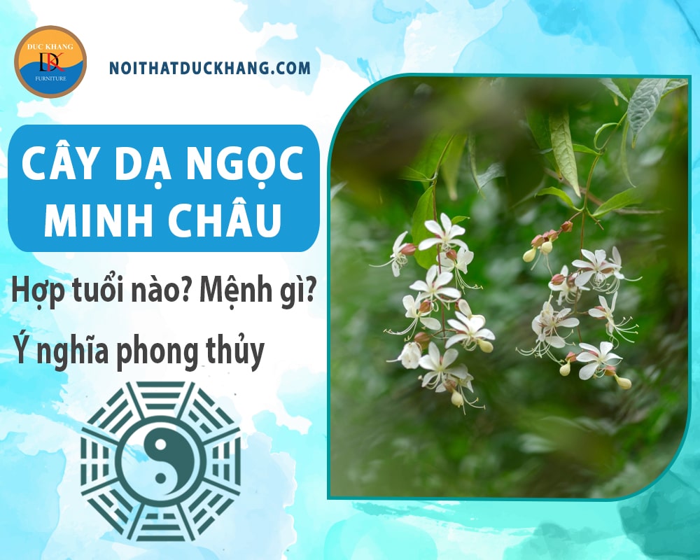 Cây dạ ngọc minh châu hợp tuổi nào? Mệnh gì? Ý nghĩa phong thủy?