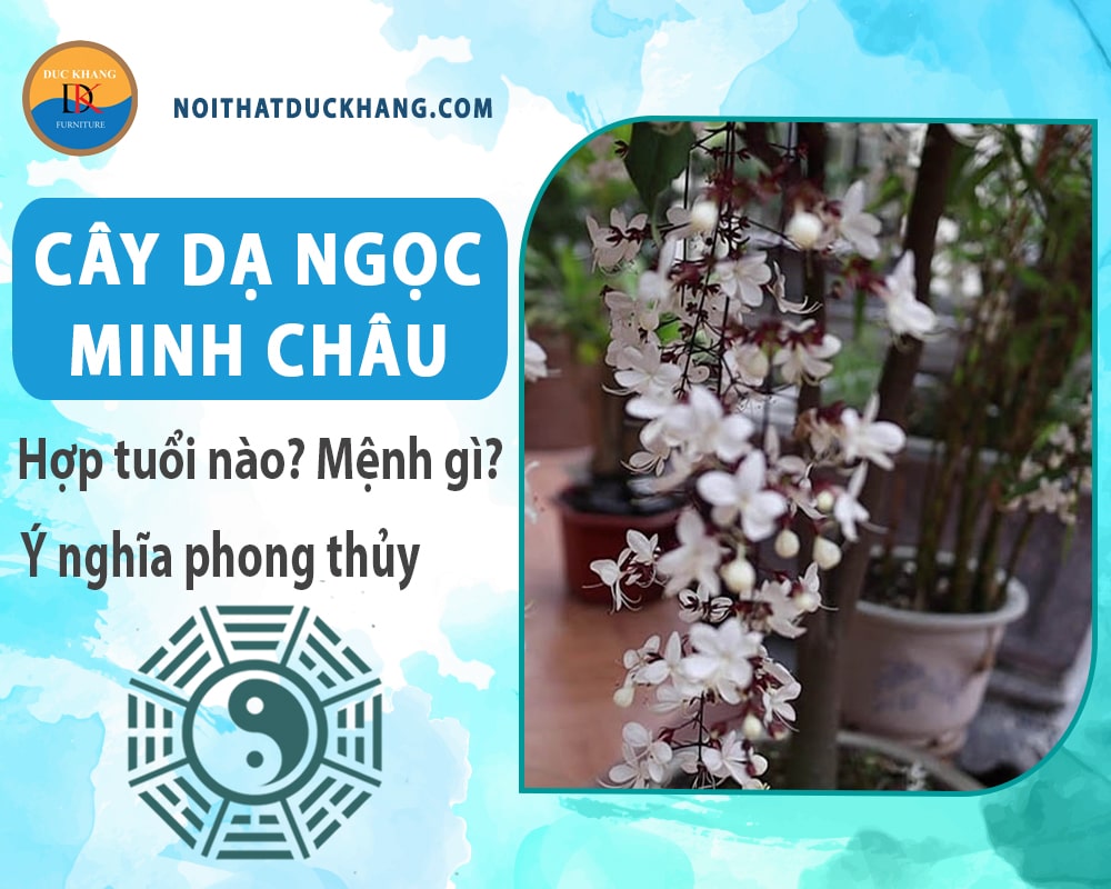 Cây dạ ngọc minh châu hợp tuổi nào? Mệnh gì? Ý nghĩa phong thủy?