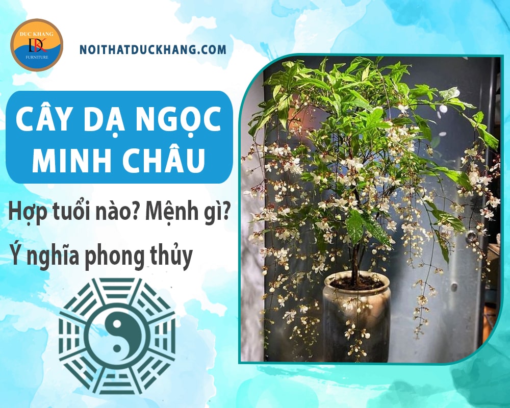 Cây dạ ngọc minh châu hợp tuổi nào? Mệnh gì? Ý nghĩa phong thủy?