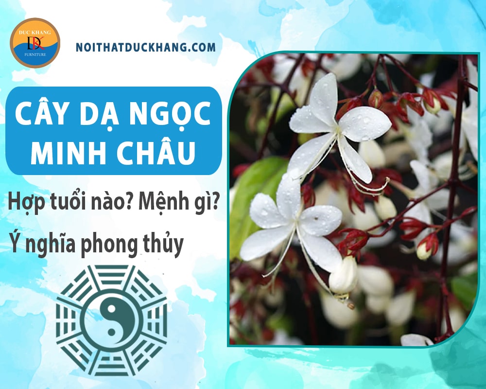 Cây dạ ngọc minh châu hợp tuổi nào? Mệnh gì? Ý nghĩa phong thủy?