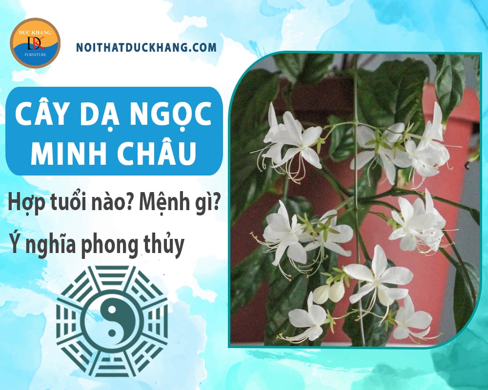 Cây dạ ngọc minh châu hợp tuổi nào? Mệnh gì? Ý nghĩa phong thủy?