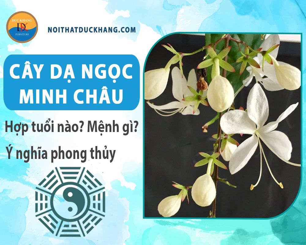 Cây dạ ngọc minh châu hợp tuổi nào? Mệnh gì? Ý nghĩa phong thủy?