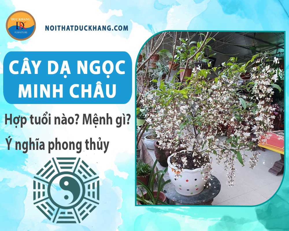 Cây dạ ngọc minh châu hợp tuổi nào? Mệnh gì? Ý nghĩa phong thủy?