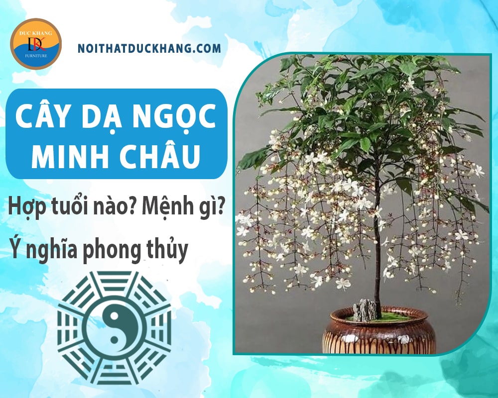 Cây dạ ngọc minh châu hợp tuổi nào? Mệnh gì? Ý nghĩa phong thủy?