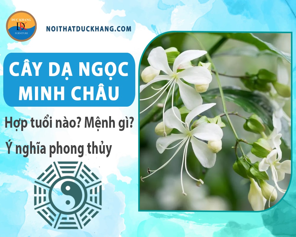 Cây dạ ngọc minh châu hợp tuổi nào? Mệnh gì? Ý nghĩa phong thủy?