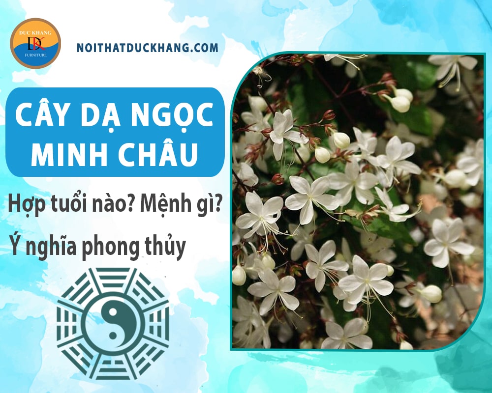 Cây dạ ngọc minh châu hợp tuổi nào? Mệnh gì? Ý nghĩa phong thủy?