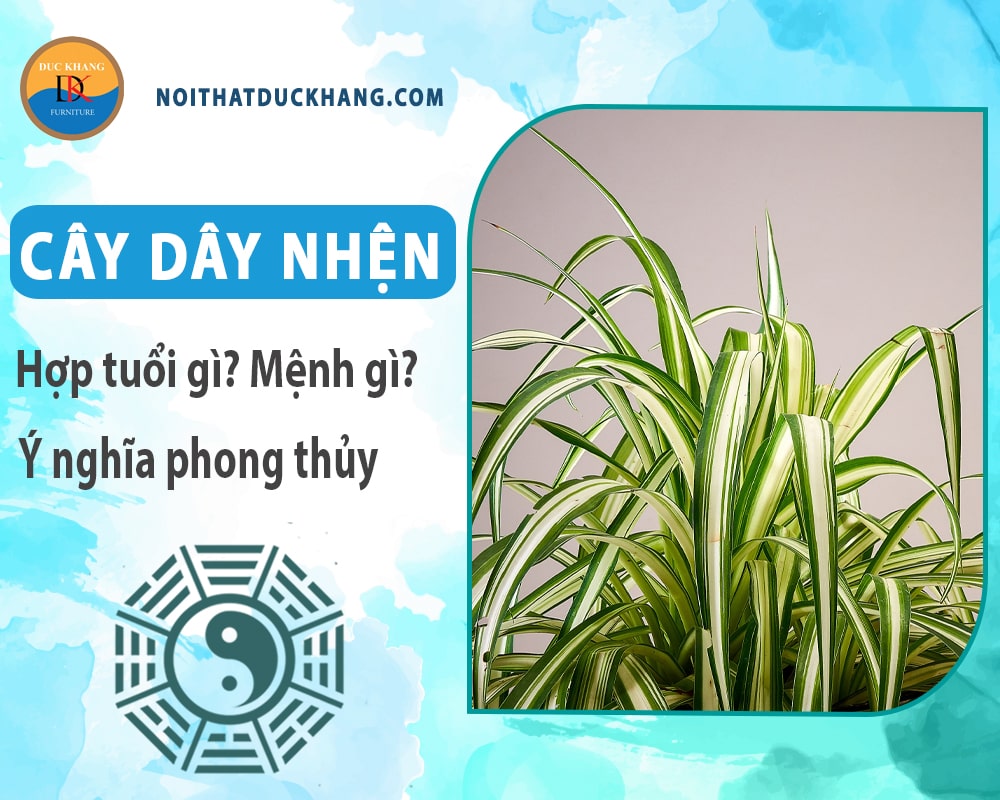 Cây dây nhện hợp tuổi gì? Mệnh gì? Ý nghĩa phong thủy?