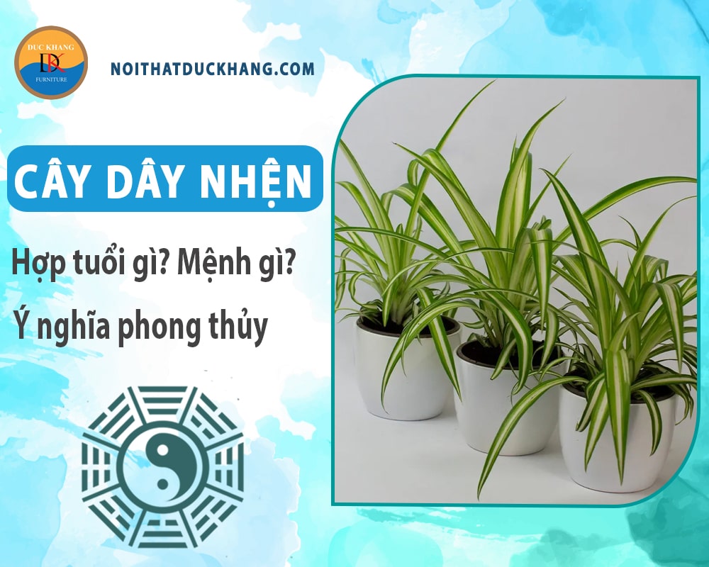 Cây dây nhện hợp tuổi gì? Mệnh gì? Ý nghĩa phong thủy?