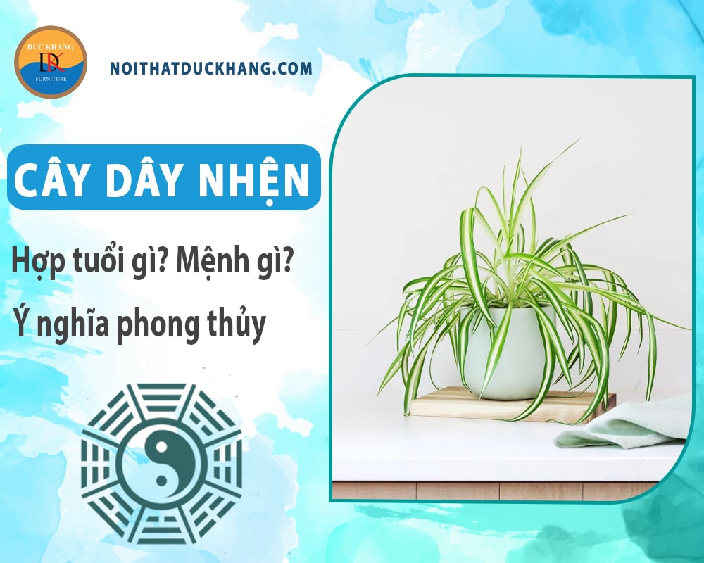 Cây dây nhện hợp tuổi gì? Mệnh gì? Ý nghĩa phong thủy?