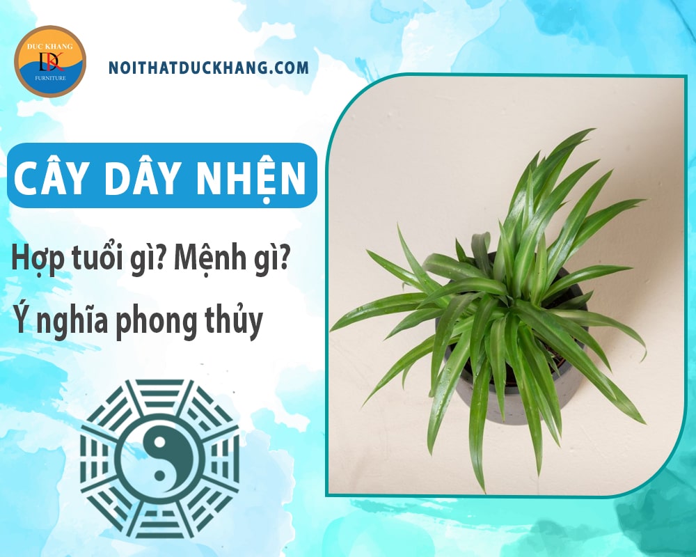 Cây dây nhện hợp tuổi gì? Mệnh gì? Ý nghĩa phong thủy?