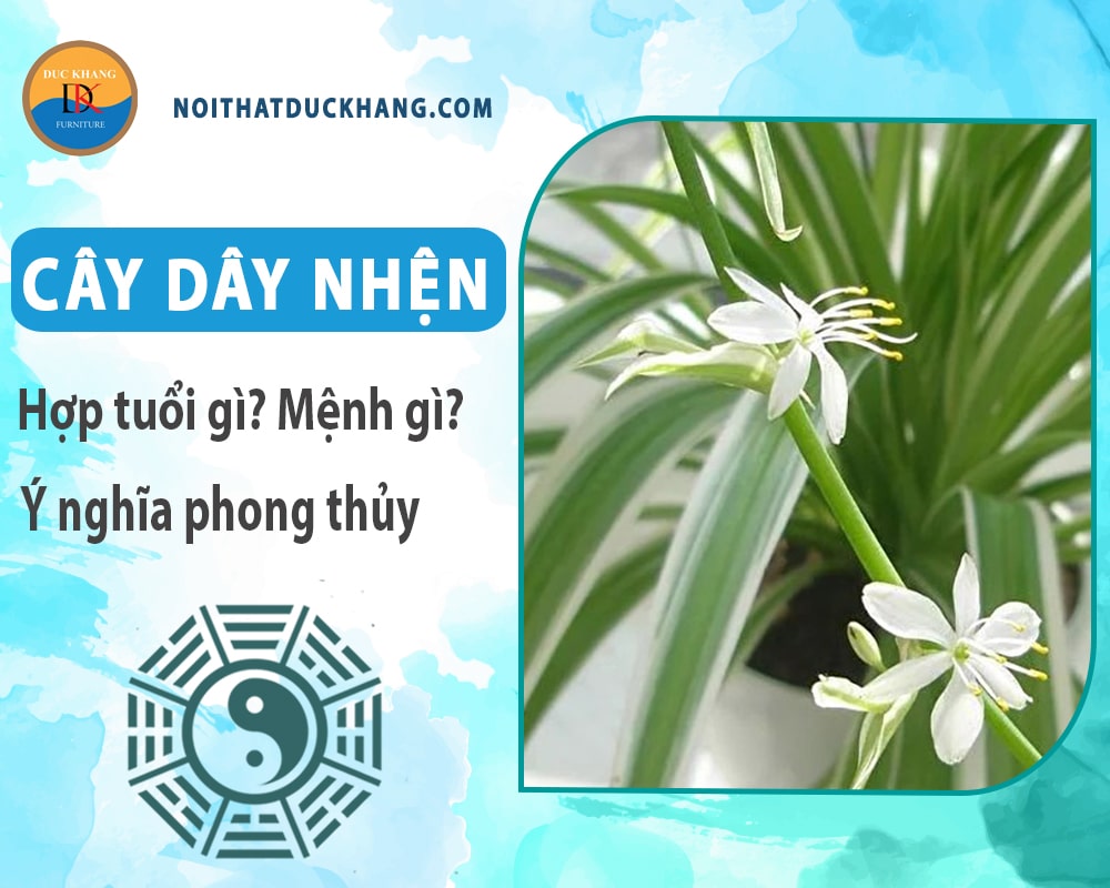 Cây dây nhện hợp tuổi gì? Mệnh gì? Ý nghĩa phong thủy?