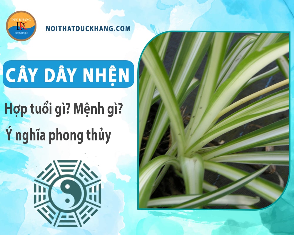 Cây dây nhện hợp tuổi gì? Mệnh gì? Ý nghĩa phong thủy?