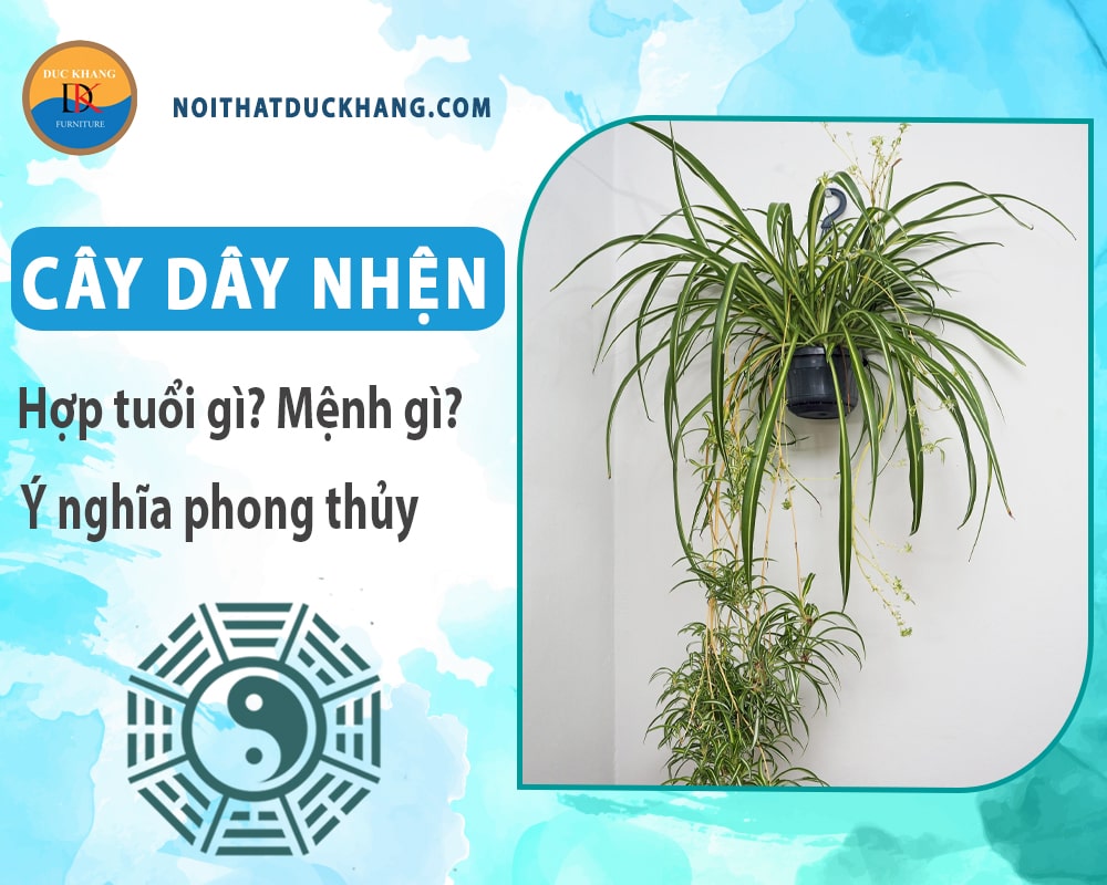 Cây dây nhện hợp tuổi gì? Mệnh gì? Ý nghĩa phong thủy?