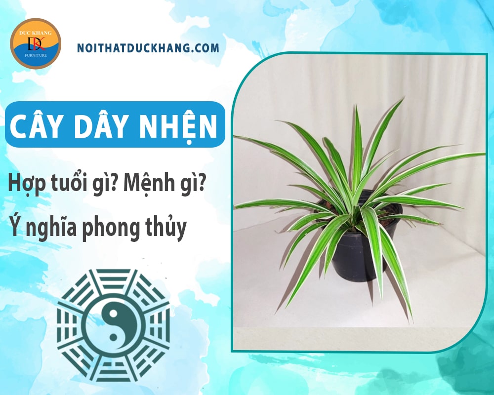 Cây dây nhện hợp tuổi gì? Mệnh gì? Ý nghĩa phong thủy?