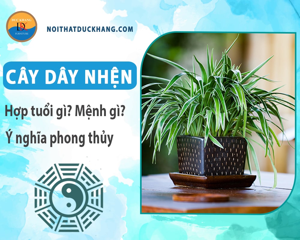 Cây dây nhện hợp tuổi gì? Mệnh gì? Ý nghĩa phong thủy?