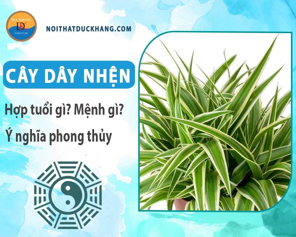 Cây dây nhện hợp tuổi gì? Mệnh gì? Ý nghĩa phong thủy?