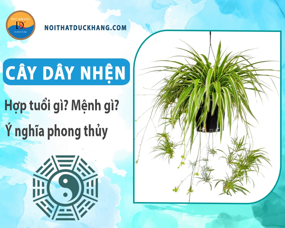 Cây dây nhện hợp tuổi gì? Mệnh gì? Ý nghĩa phong thủy?