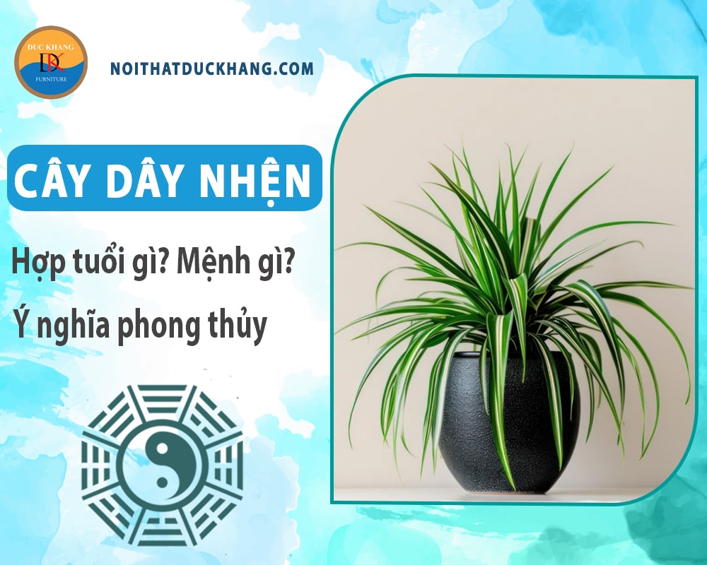 Cây dây nhện hợp tuổi gì? Mệnh gì? Ý nghĩa phong thủy?