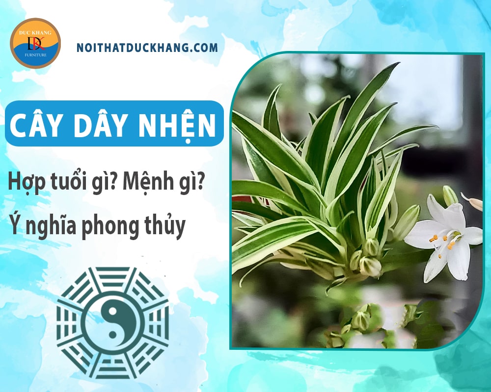 Cây dây nhện hợp tuổi gì? Mệnh gì? Ý nghĩa phong thủy?