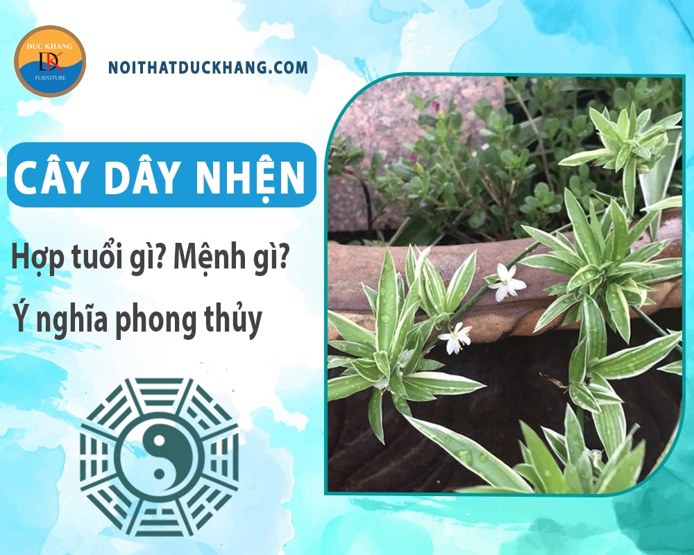 Cây dây nhện hợp tuổi gì? Mệnh gì? Ý nghĩa phong thủy?