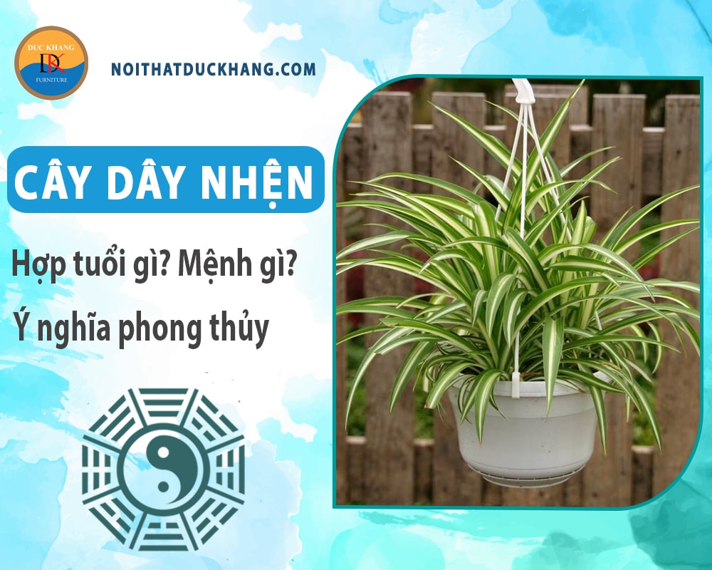 Cây dây nhện hợp tuổi gì? Mệnh gì? Ý nghĩa phong thủy?