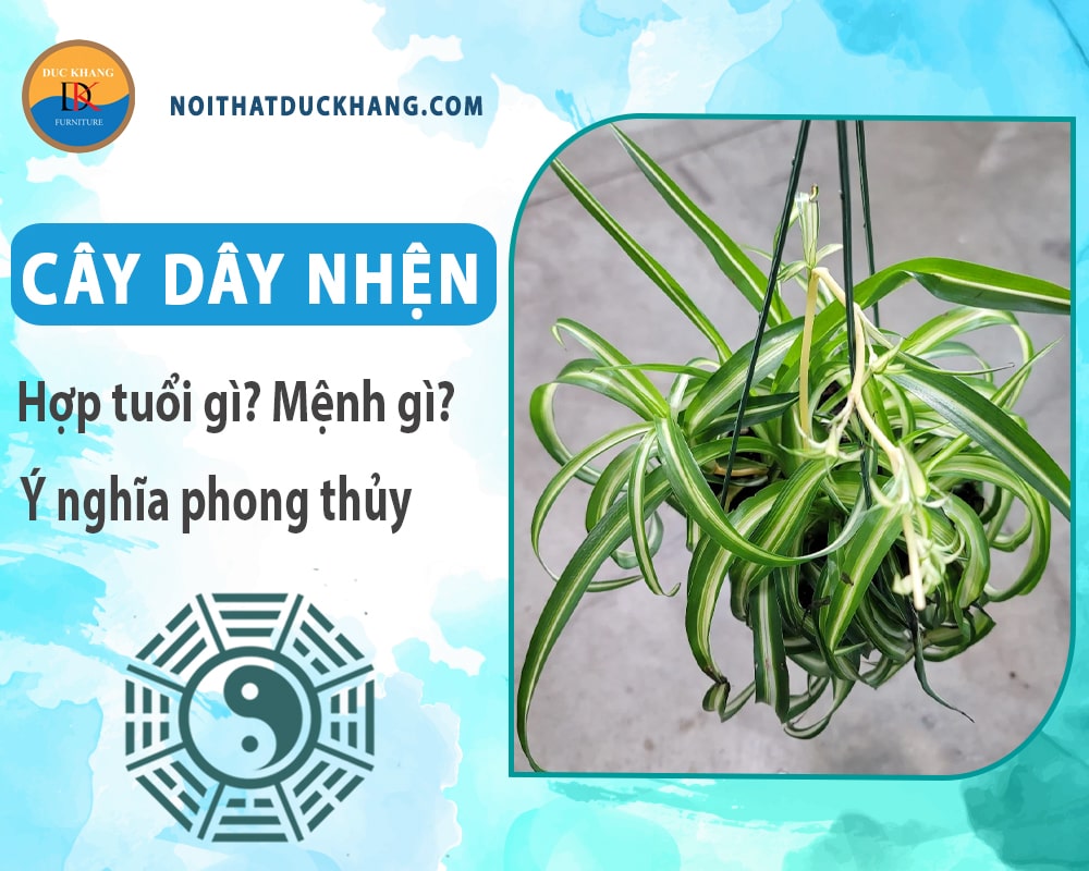 Cây dây nhện hợp tuổi gì? Mệnh gì? Ý nghĩa phong thủy?