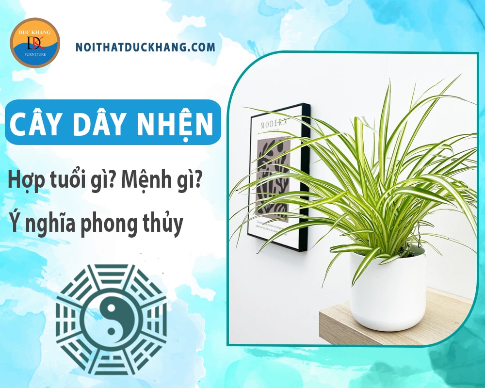 Cây dây nhện hợp tuổi gì? Mệnh gì? Ý nghĩa phong thủy?