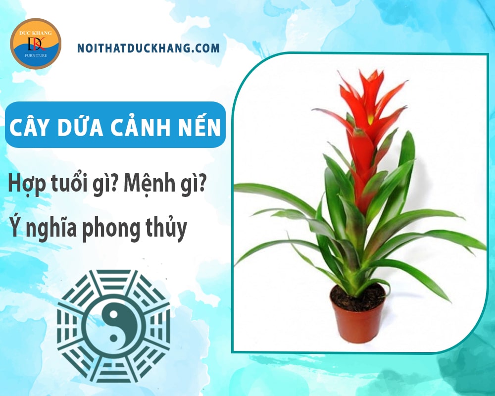 Cây dứa cảnh nến hợp tuổi gì? Mệnh gì? Ý nghĩa phong thủy?