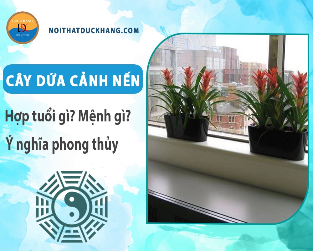 Cây dứa cảnh nến hợp tuổi gì? Mệnh gì? Ý nghĩa phong thủy?