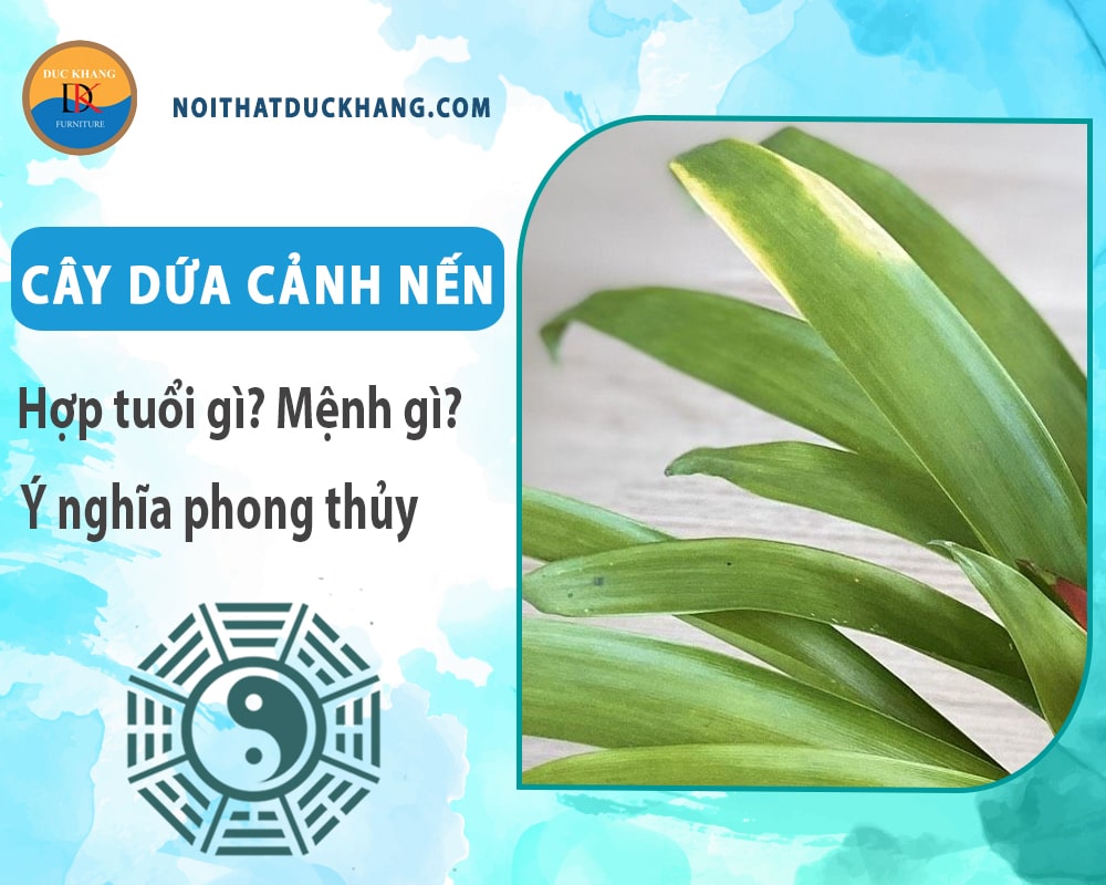 Cây dứa cảnh nến hợp tuổi gì? Mệnh gì? Ý nghĩa phong thủy?