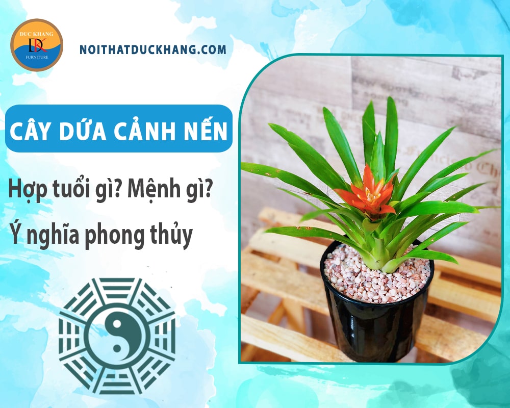 Cây dứa cảnh nến hợp tuổi gì? Mệnh gì? Ý nghĩa phong thủy?