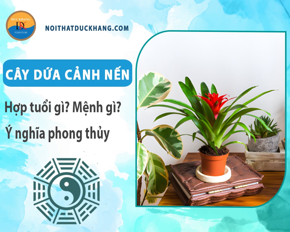 Cây dứa cảnh nến hợp tuổi gì? Mệnh gì? Ý nghĩa phong thủy?