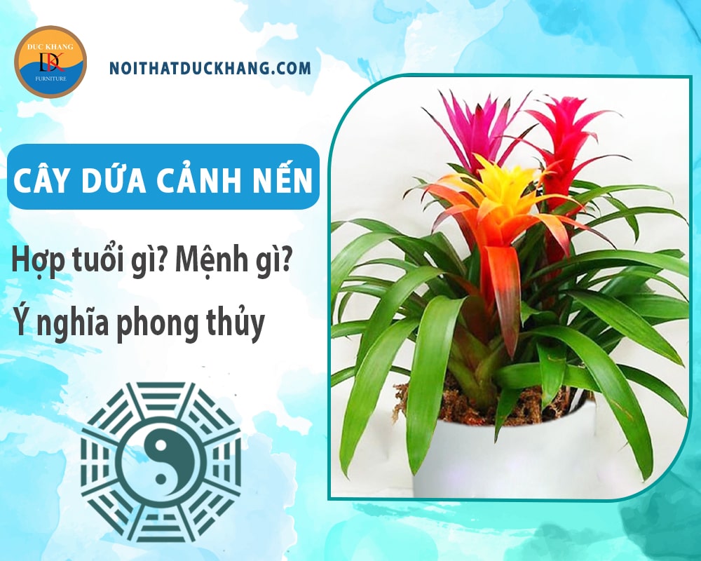 Cây dứa cảnh nến hợp tuổi gì? Mệnh gì? Ý nghĩa phong thủy?