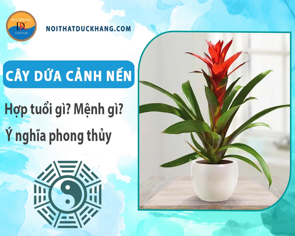 Cây dứa cảnh nến hợp tuổi gì? Mệnh gì? Ý nghĩa phong thủy?