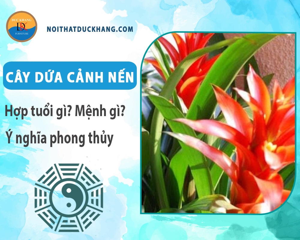 Cây dứa cảnh nến hợp tuổi gì? Mệnh gì? Ý nghĩa phong thủy?