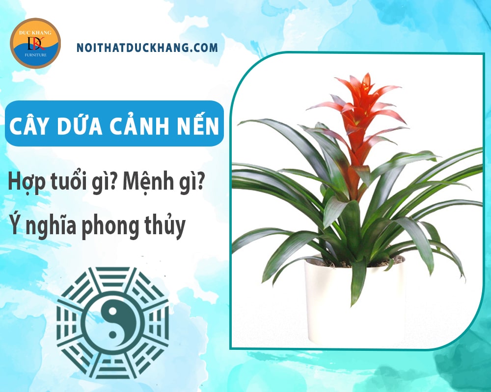 Cây dứa cảnh nến hợp tuổi gì? Mệnh gì? Ý nghĩa phong thủy?