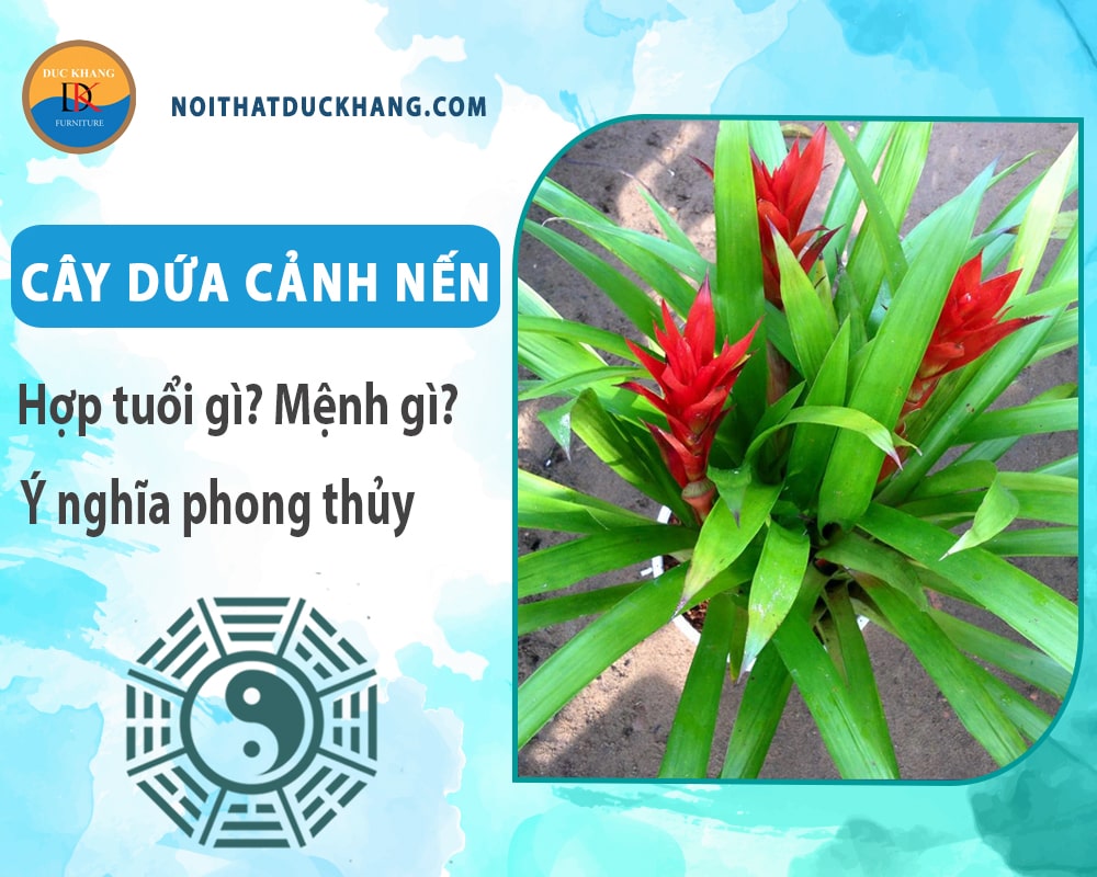 Cây dứa cảnh nến hợp tuổi gì? Mệnh gì? Ý nghĩa phong thủy?