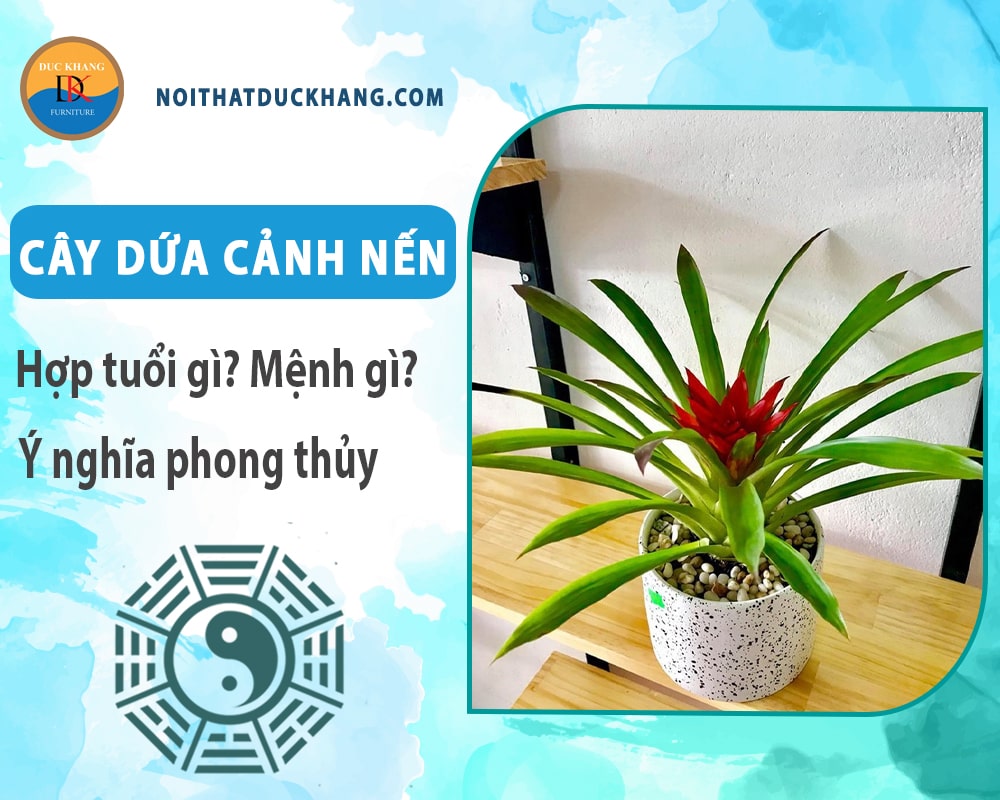 Cây dứa cảnh nến hợp tuổi gì? Mệnh gì? Ý nghĩa phong thủy?