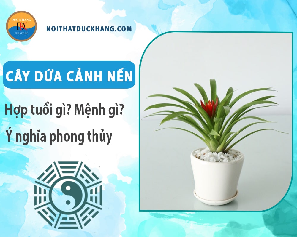 Cây dứa cảnh nến hợp tuổi gì? Mệnh gì? Ý nghĩa phong thủy?